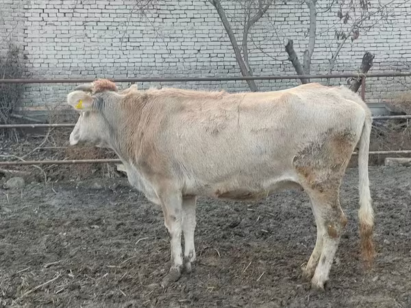 Уй, Сиырлар — Өзбекстан