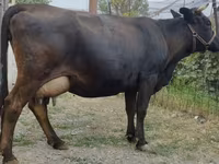 Сиыр, Simmental cattle — 2-сурет