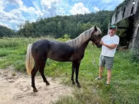 Stute, Rocky Mountain Horse — Foto 6
