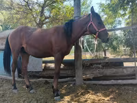 Horse (M), Horses — photo 3