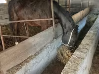 Stute, Friesian sport horse — Foto 2