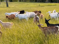 母山羊, Goats — 照片 1