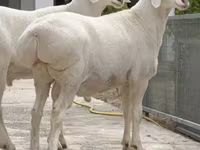Carnero, Rhon sheep — foto 3