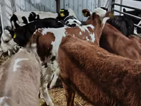 Vaca, Vaca Limousin — foto 7
