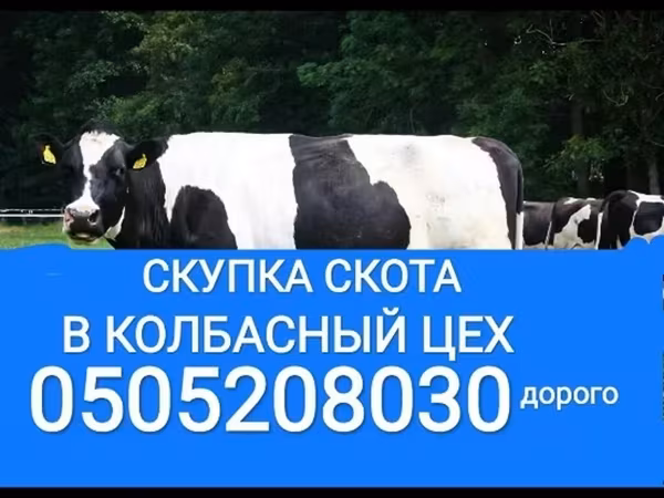 Голштинская порода