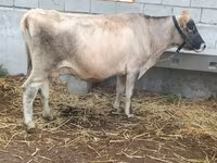 母牛, Cattle — 照片 3