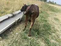 母牛, Cattle — 照片 5