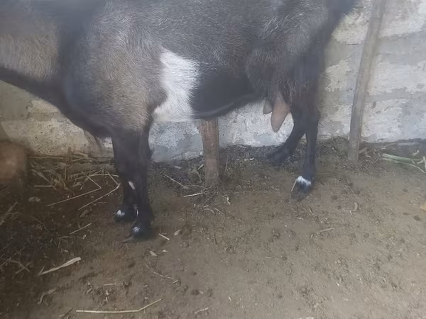 Cabra, Cabras