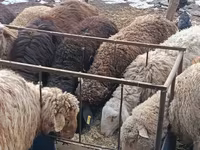 Ram, Hissar sheep — photo 5