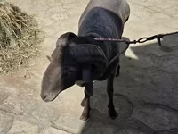 母羊, Sheep — 照片 4