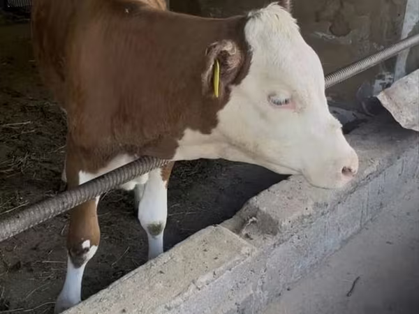 Букачар, Симментал тукуму