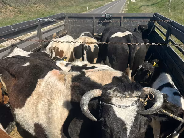 公牛, Cattle