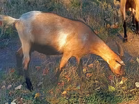 母山羊, Goats — 照片 2