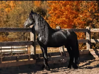 Horse (M), Friesian — photo 4