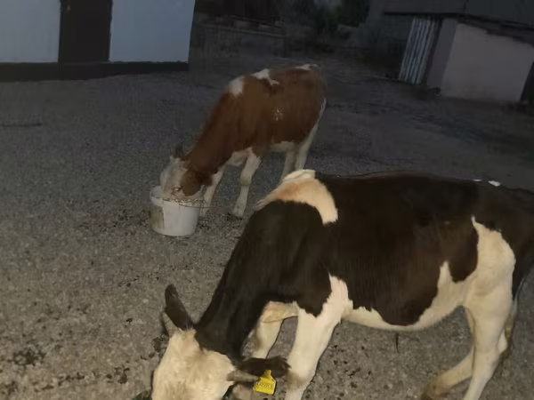 ثور, Swiss cattle