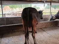 गाय, मवेशी — फ़ोटो 3