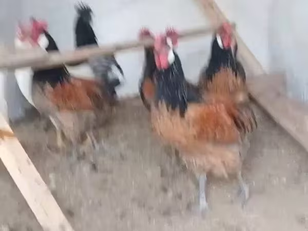 Chickens