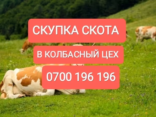Коровы
