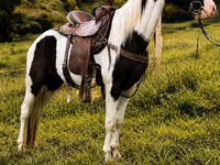 Hengst, Appaloosa — Foto 5