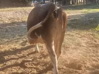 Сиыр, Swiss cattle — 2-сурет