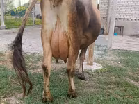 गाय, मवेशी — फ़ोटो 7