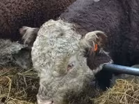 Toro, Ganado vacuno — foto 3