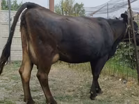 Сиыр, Simmental cattle — 1-сурет