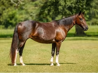 Бие, American paint horse — 8-сурет