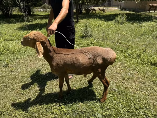 Rhon sheep