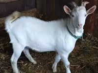 Billy Goat, Saanen goat — photo 1