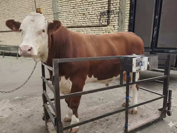 母牛, Cattle — 乌兹别克斯坦