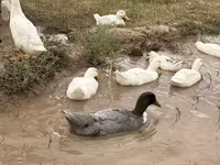 Ducks — foto 3