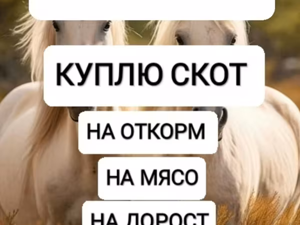 گھوڑے
