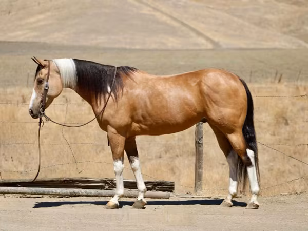 Yegua, Quarter Horse