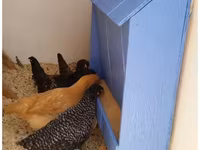 Chickens — Foto 1