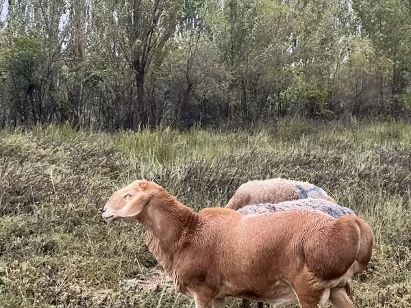 Арашан