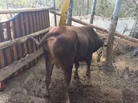 Toro, Ganado vacuno — foto 1