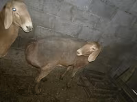 Oveja, Arashan sheep — foto 5