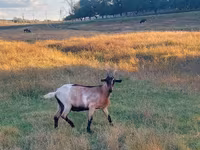 母山羊, Goats — 照片 1