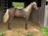 Stute, Rocky Mountain Horse — Foto 7