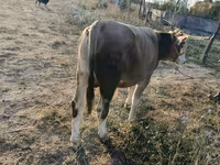 सांड, मवेशी — फ़ोटो 4