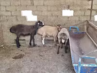 Carnero, Arashan sheep — foto 5