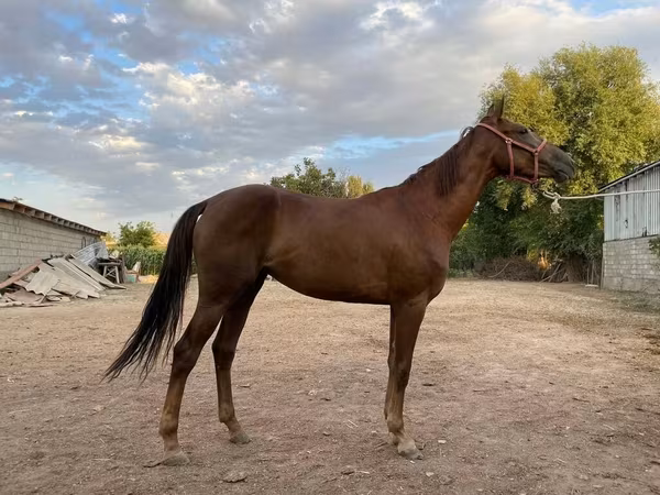 Stute, Canadian horse breed — Kirgisistan