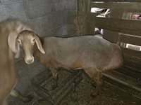 Oveja, Arashan sheep — foto 2