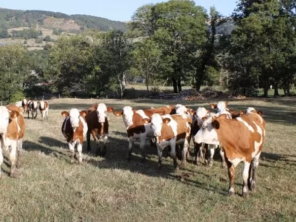 गाय, मोंबेलियार्ड