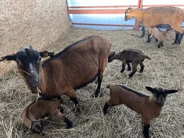 Alpine goat