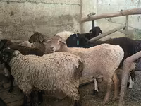 كبش, Hissar sheep — الصورة 7