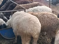 Ram, Hissar sheep — photo 1