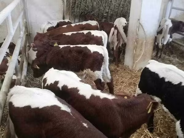 ثور, بقرة ليموزين