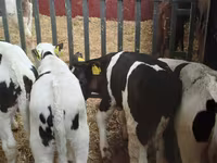 Toro, Ganado vacuno — foto 3